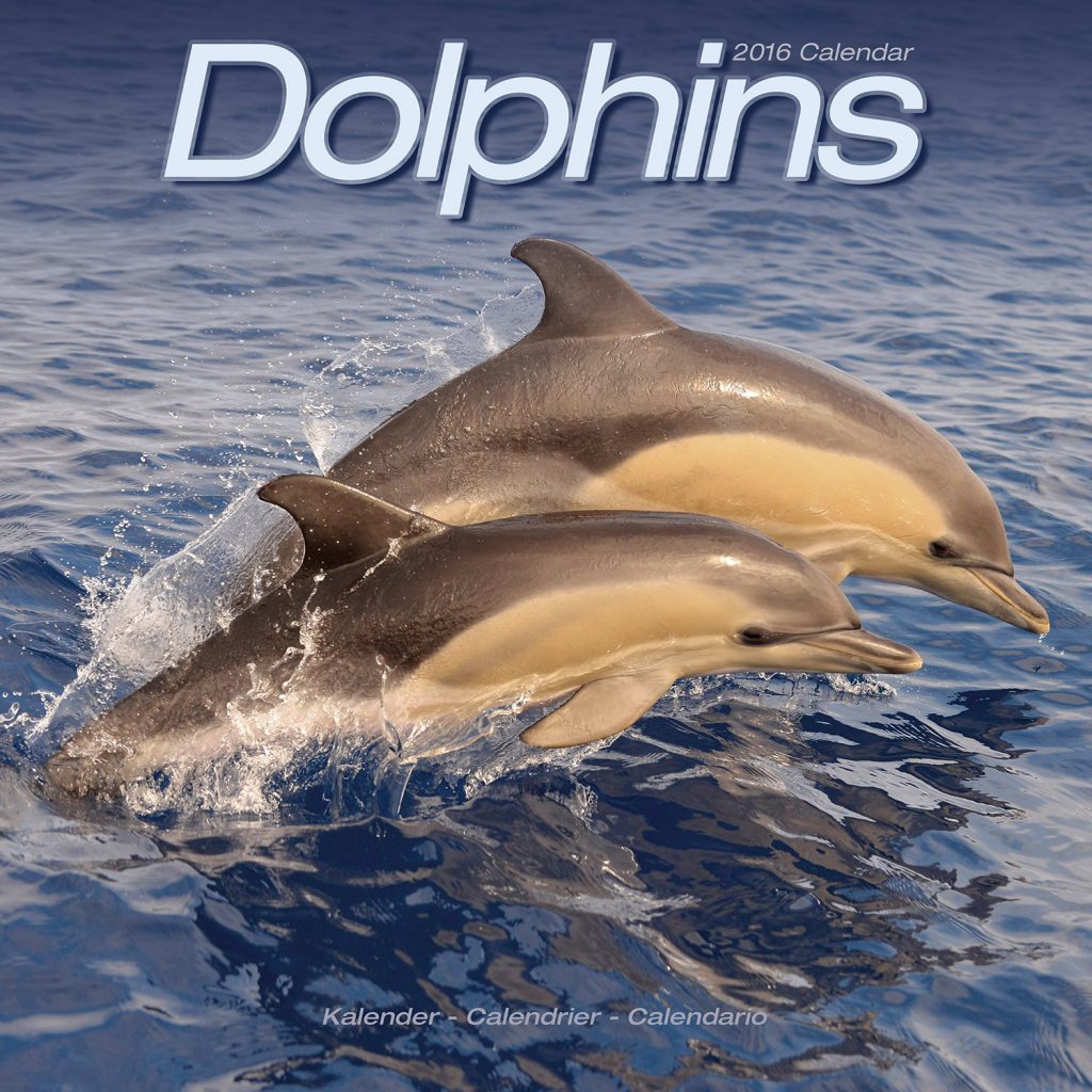 Intelligent And Playful Dolphins -Nature Kingdoms