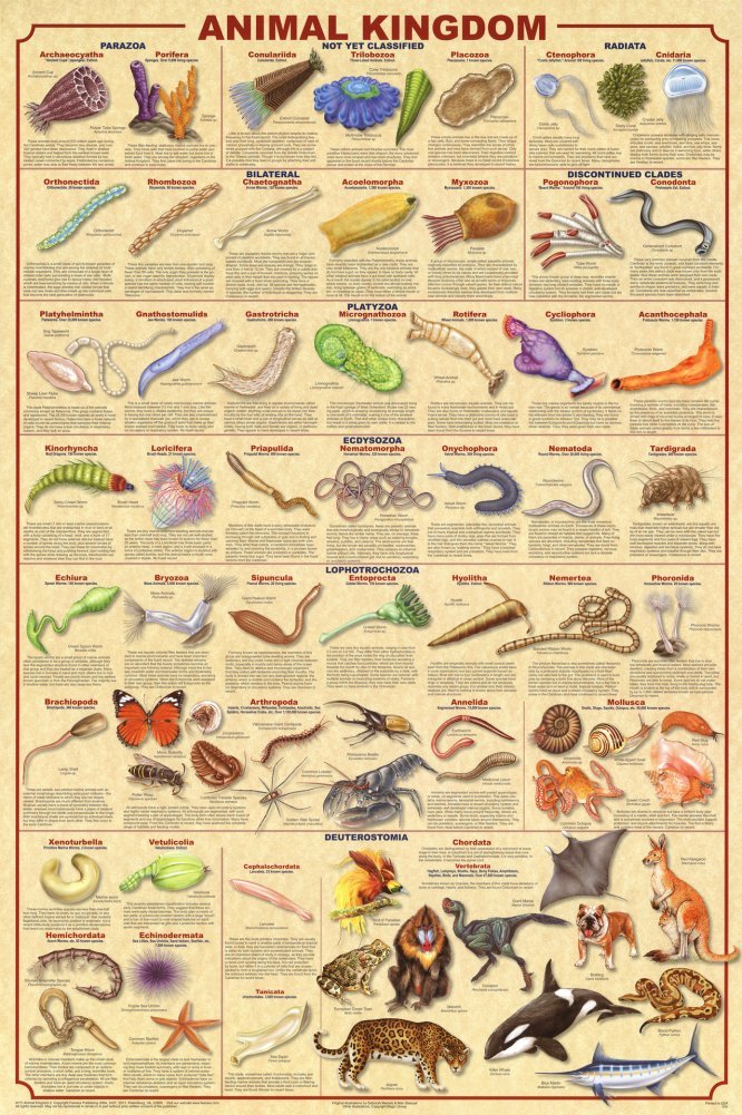 The Kingdoms Of Life - Nature Kingdoms