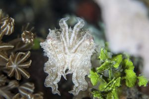 coral-and-algae