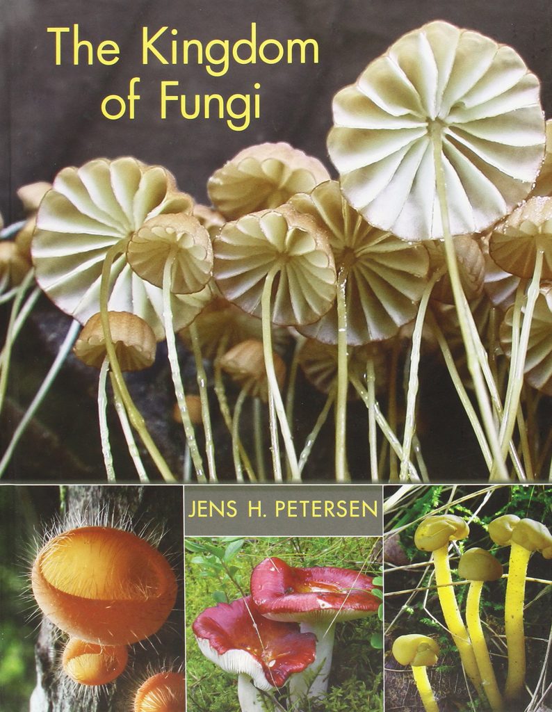 Fungi Kingdom