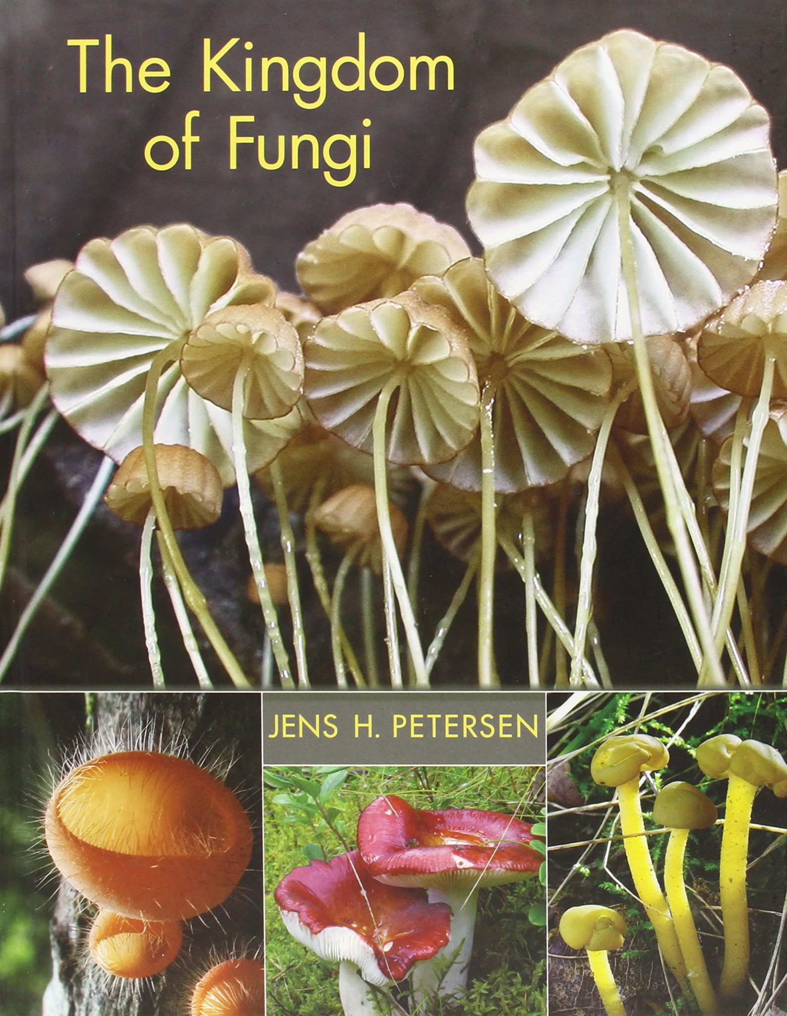 free-photo-fungi-organism-plant-tree-free-download-jooinn