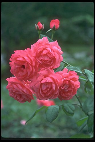 grandiflora-roses