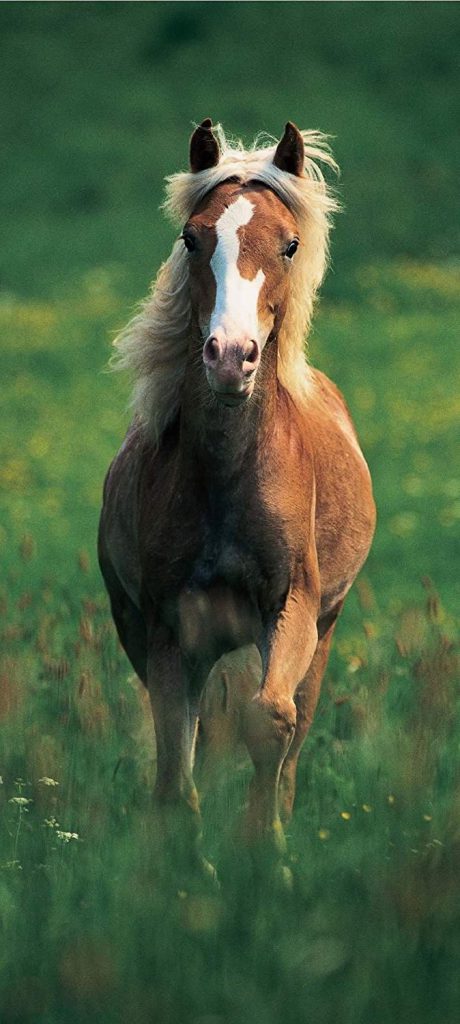 haflinger