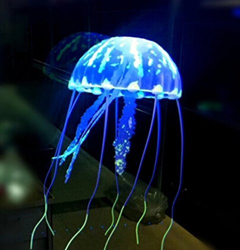 jellyfish