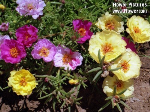 100 Mixed Colors PORTULACA MOSS ROSE Flower Seeds 
