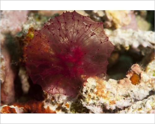 red-algae