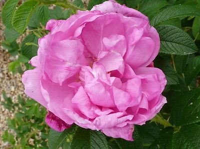 rosa-rugosa