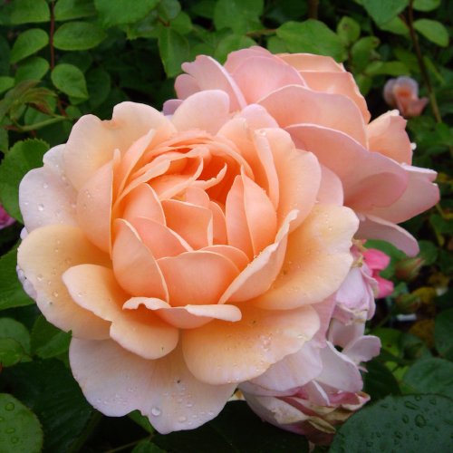 Sweet And Fragrant Roses - Nature Kingdoms