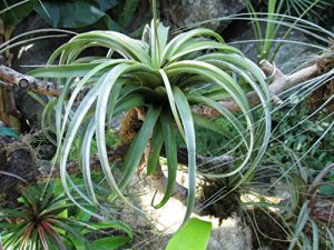 epiphytes