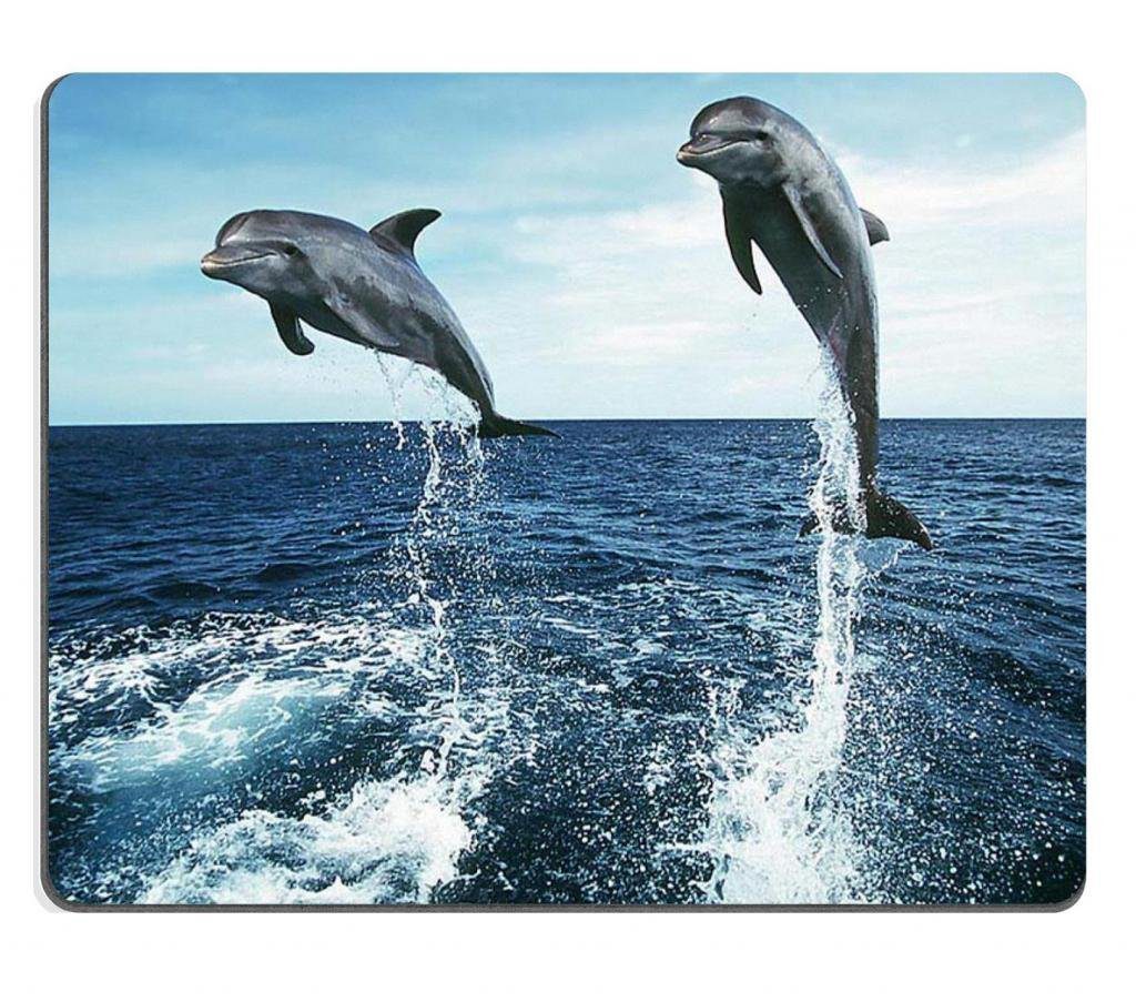 marine-dolphins