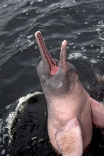river-dolphins