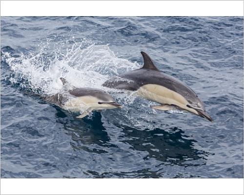 white-beaked-dolphin