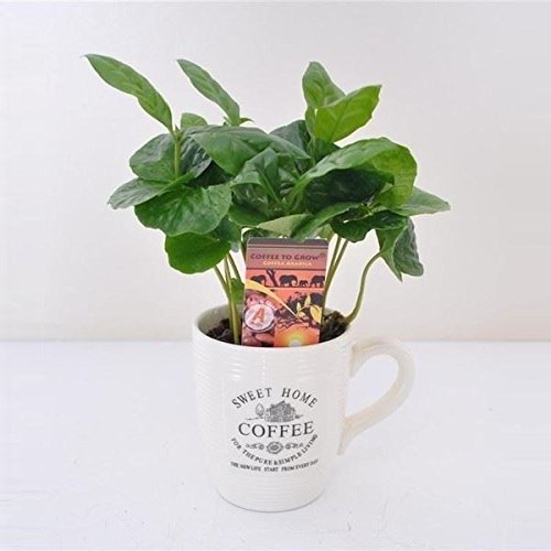 coffee-plant