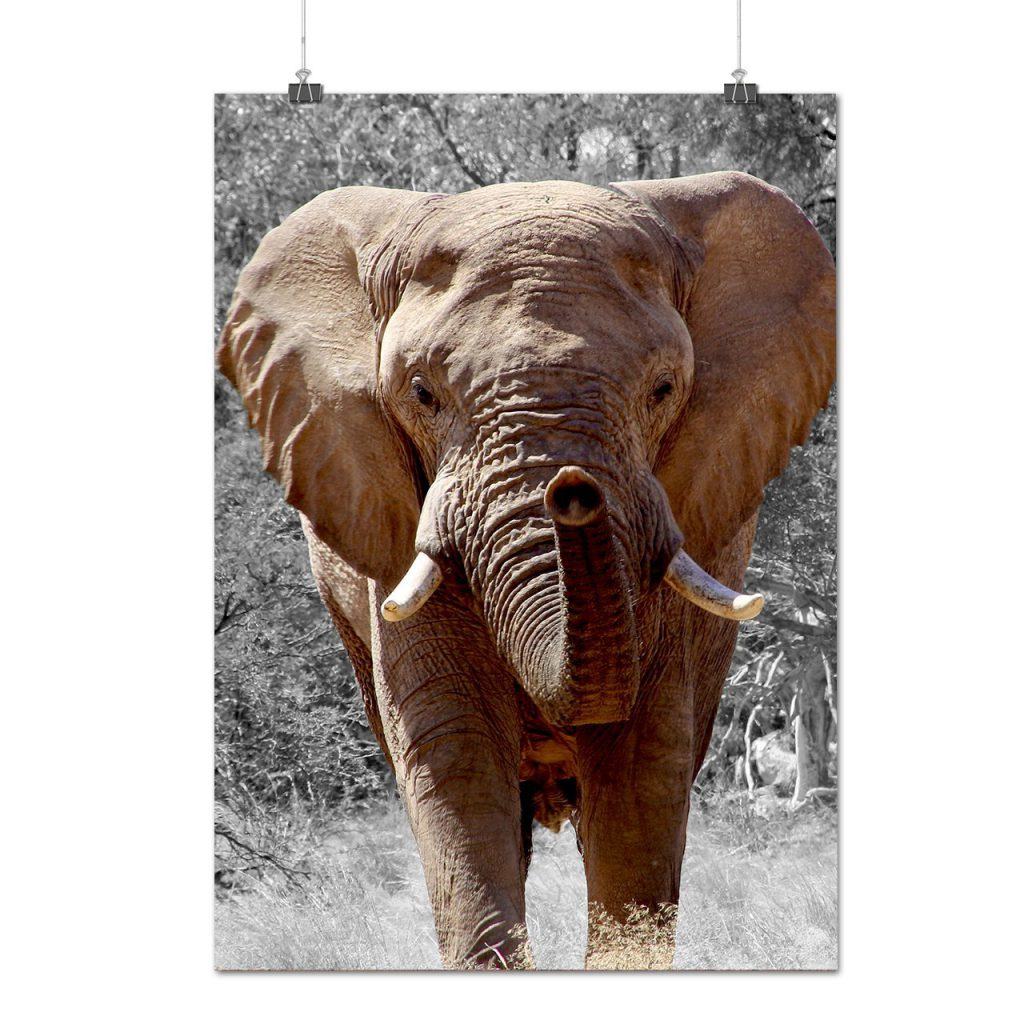 elephant-breeds