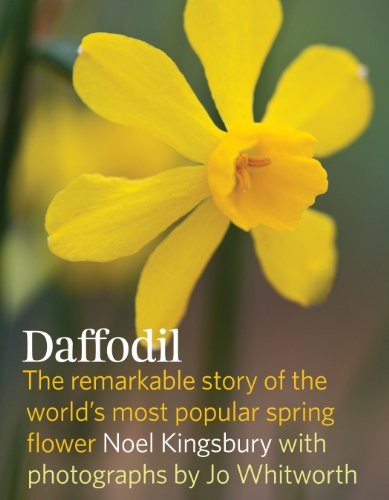 growing-daffodils