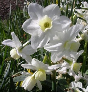 jonquilla-daffodils