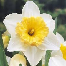 large-cupped-daffodils