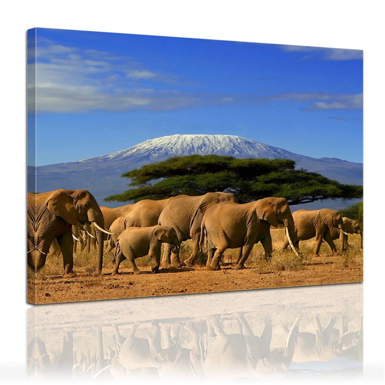 Majestic Elephants -Nature Kingdoms