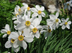 poeticus-daffodils