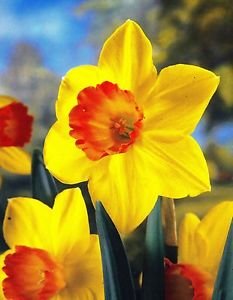 small-cupped-daffodils