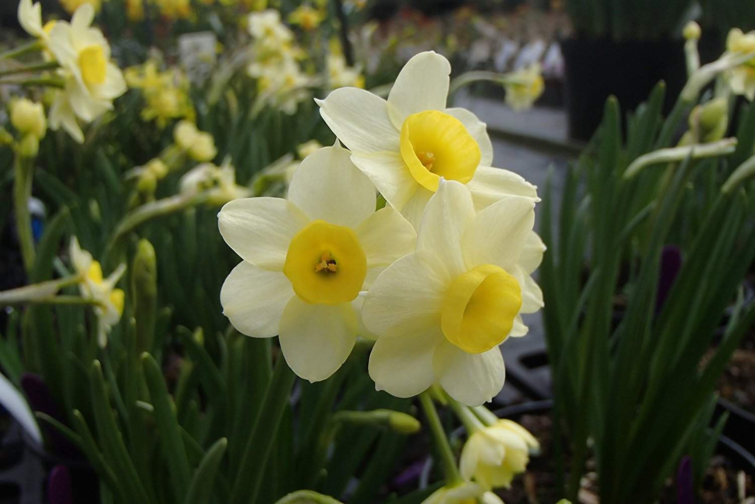 Pretty Golden Daffodils Nature Kingdoms