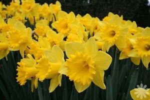 trumpet-daffodils