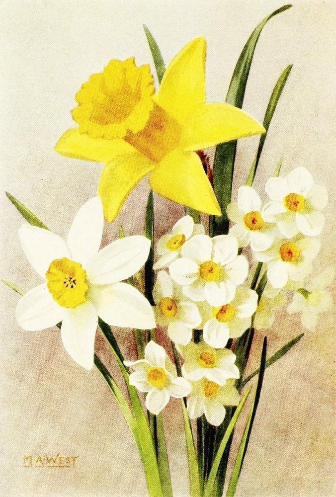 types-of-daffodils