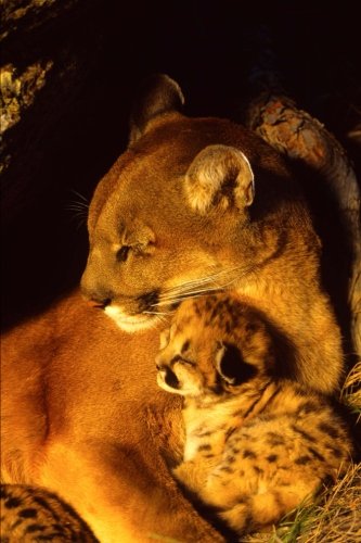 mountain-lions