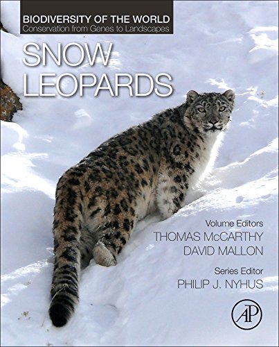 snow-leopard